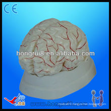 High quality medical anatomical model of human brain and brain artery anatomical brain model